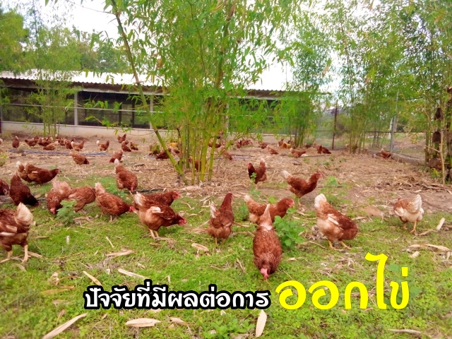 กระตุ้นการออกไข่ และปัจจัยที่มีผลต่อการไข่ของไก่